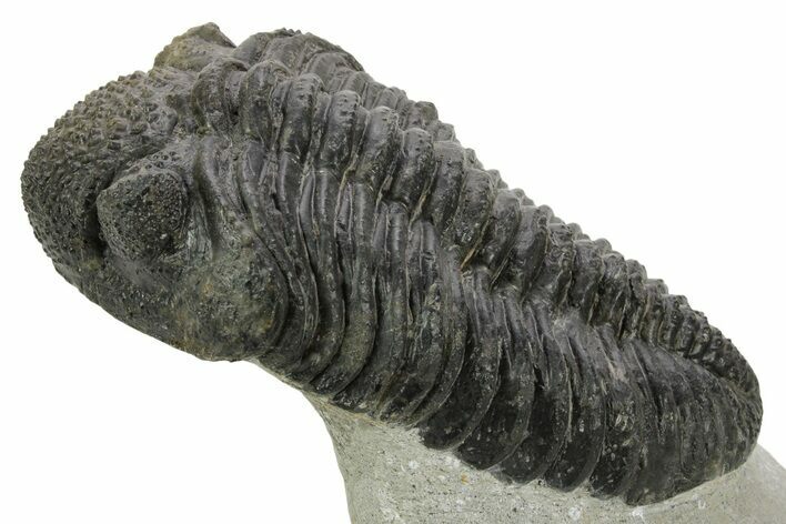 Huge Phacopid (Drotops) Trilobite - Issoumour, Morocco #363269